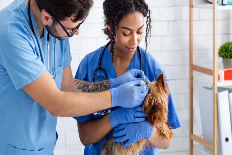 How Much Does a Vet Tech Make in Texas Salary