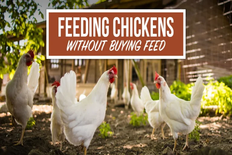 How To Feed Chickens Without Buying Feed Easily How To Feed Chickens Without Buying